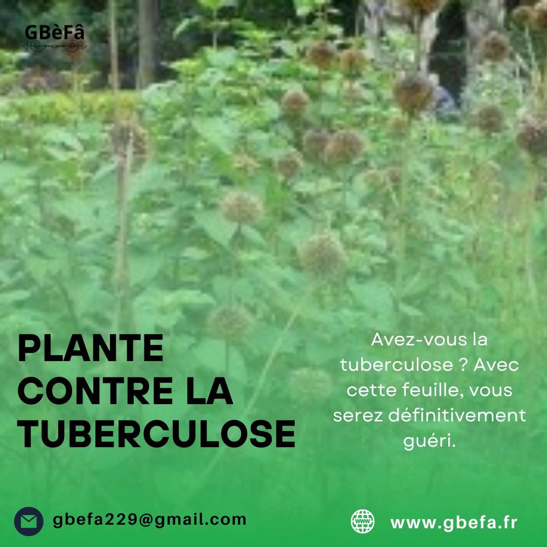 plante contre la tuberculose
